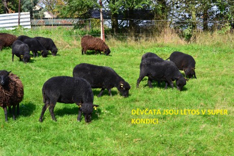 DSC_8291 - kopie