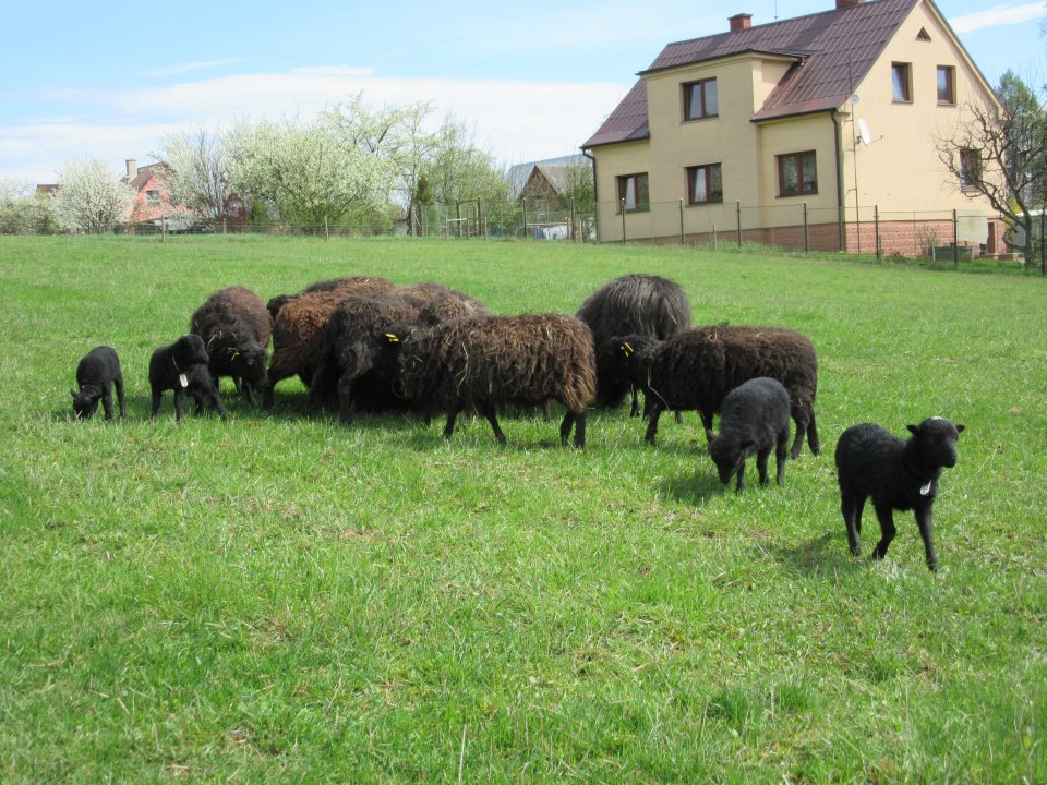 ovce_4_2016 037