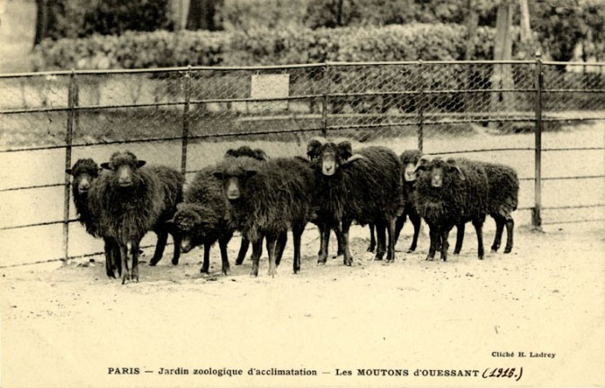 jardin-zoologique-acclimatation-moutons-ouessant.jpg