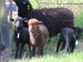 ovce_4_2016 016