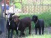 ovce_4_2016 013