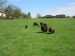 ovce_4_2016 019