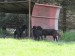 ovce_4_2016 026
