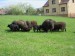 ovce_4_2016 035