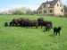 ovce_4_2016 037